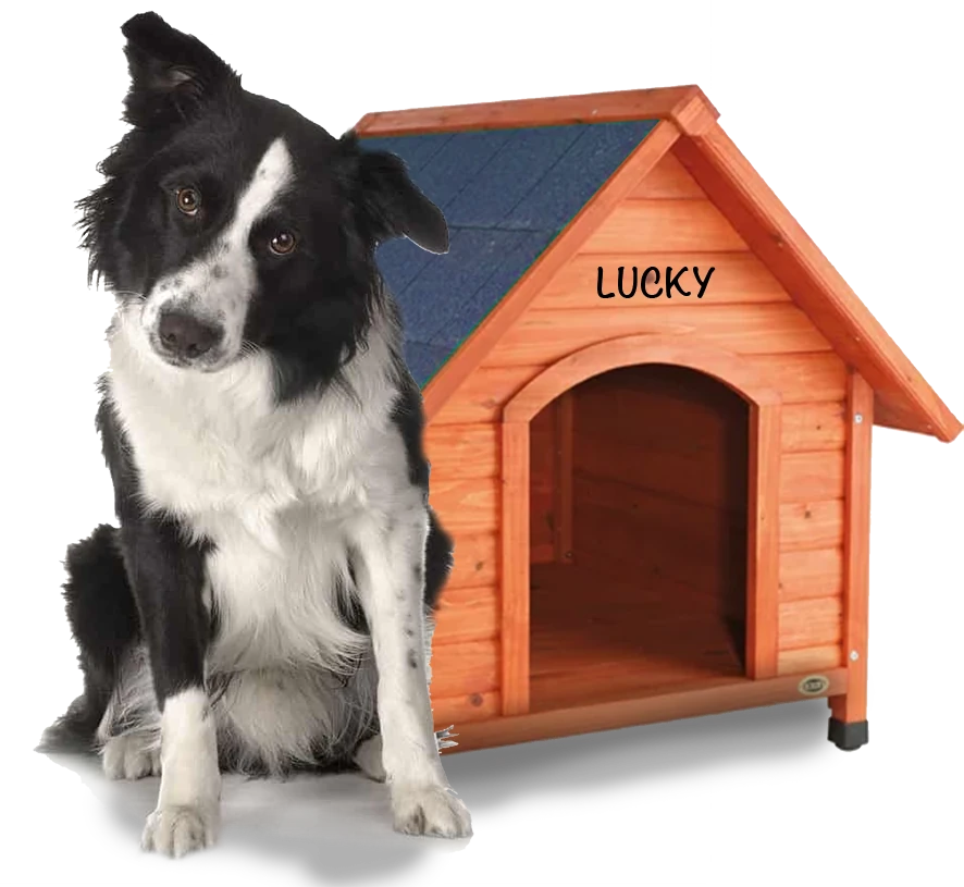 Lucky dog and doghouse - Peter Levi